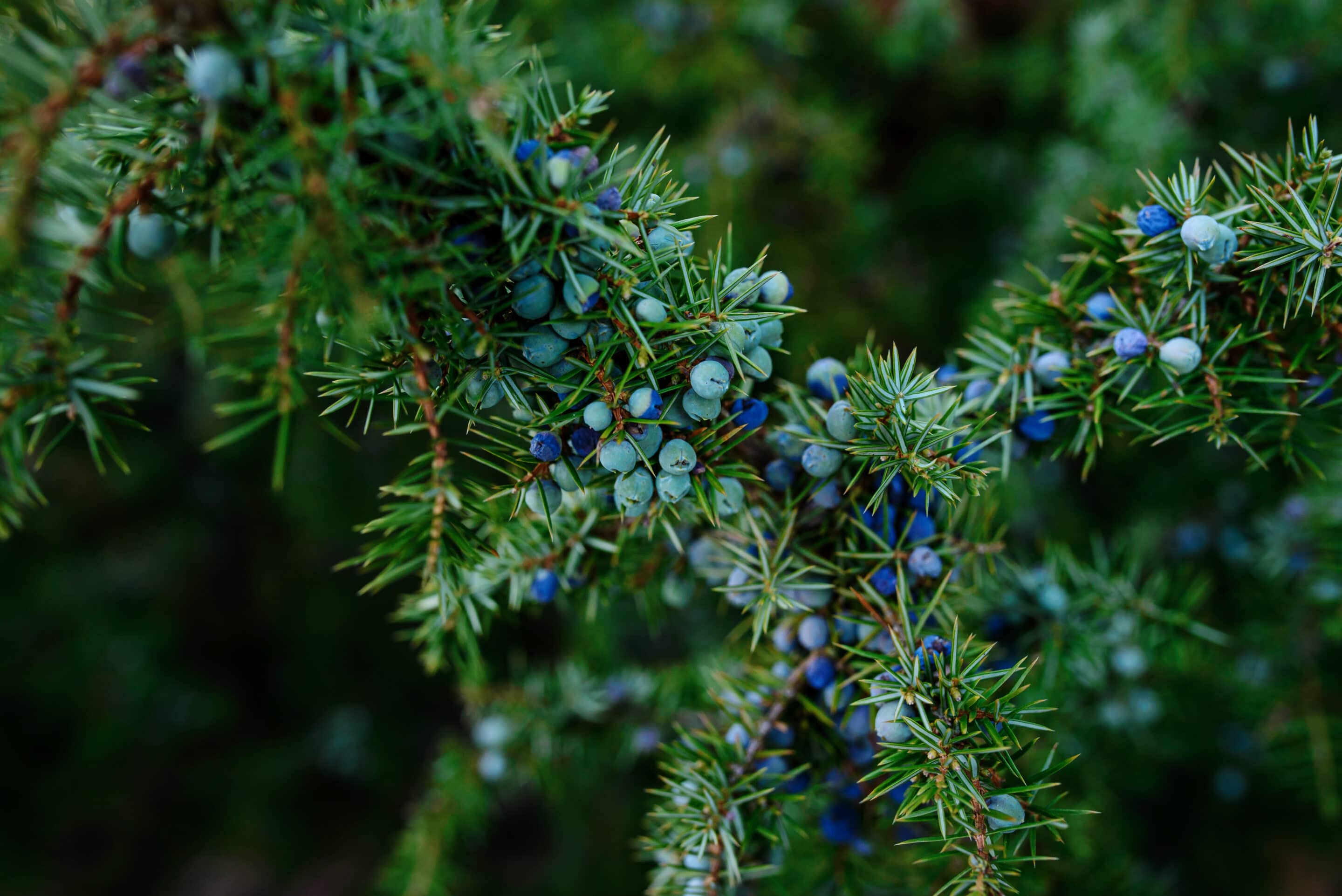 Did you know that Juniper berries are responsible for giving gin its distinctive flavor?
