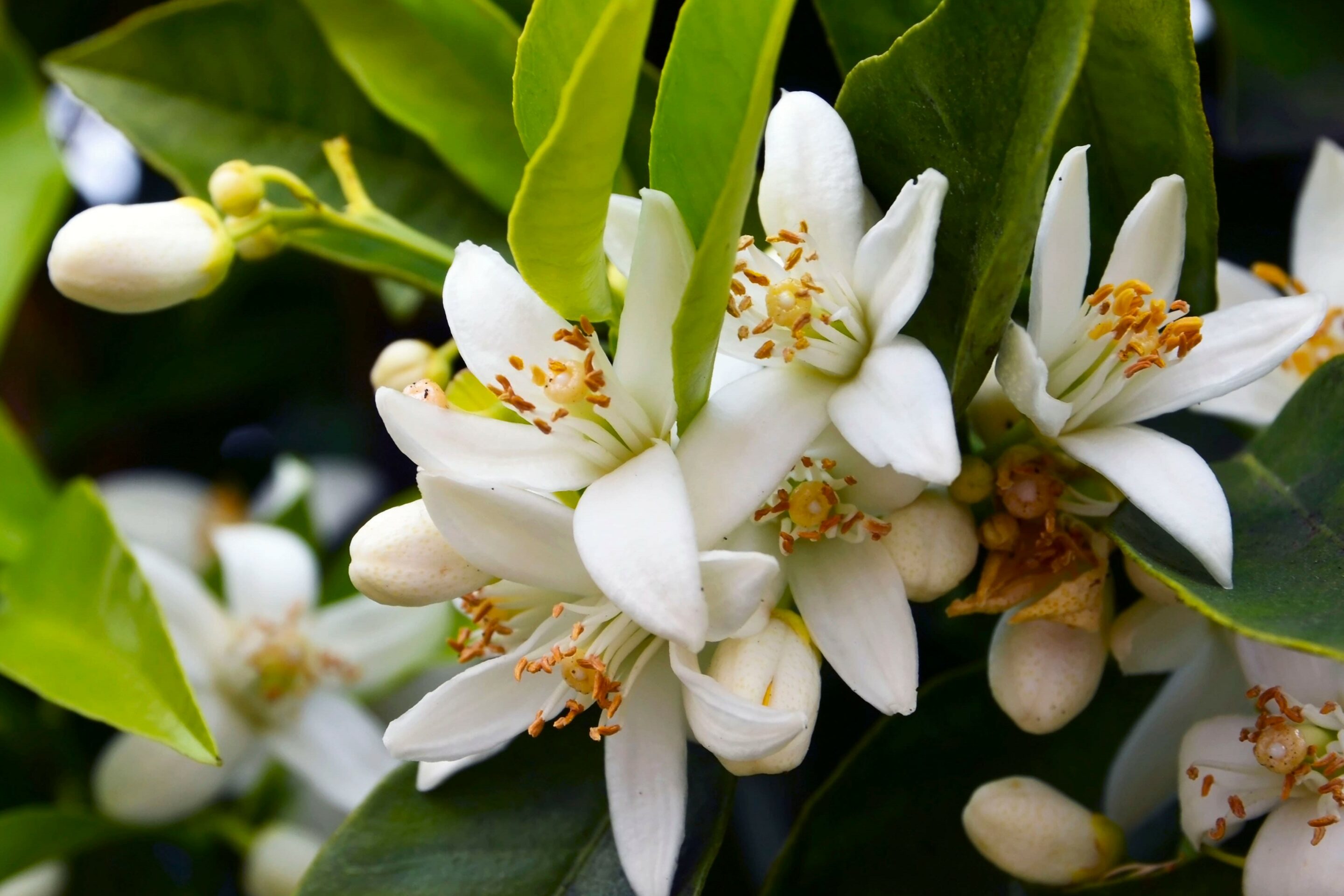 neroli