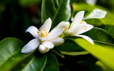 Did you know that the name of the Neroli Essential Oil comes from a princess in the 17th century?