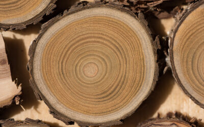 Which tree has to be over 30 years old before its wood is ready for oil production?
