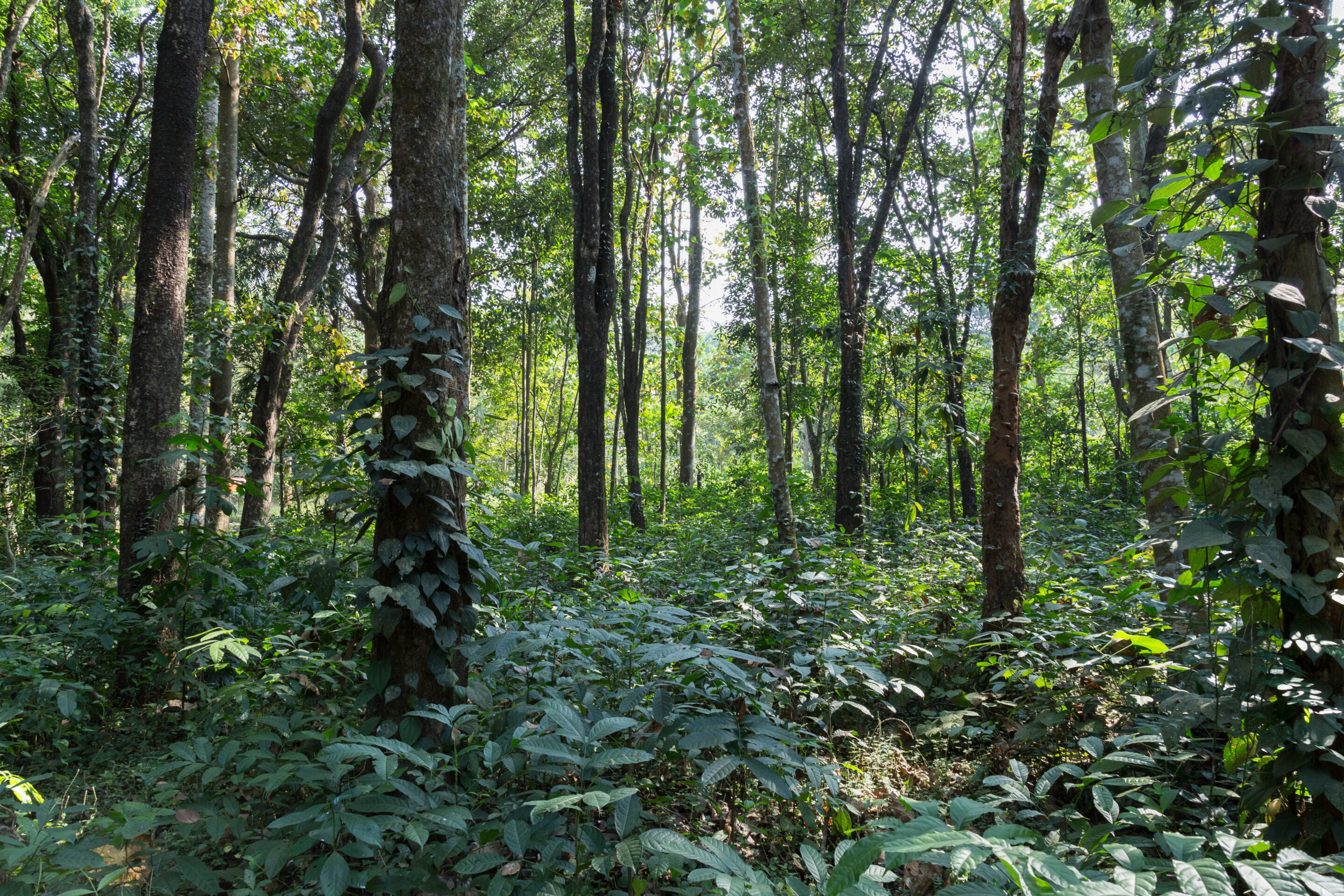 Naturally,Grown,Red,Sandalwood,Plantations,In,The,Reserved,Forest,In