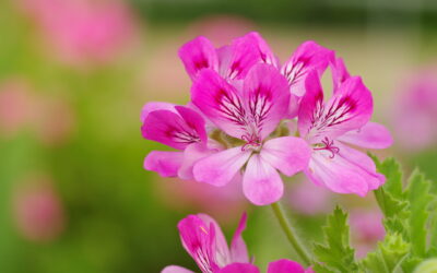 Did you know that it’s not the flowers that carry Geranium’s powerful scent, but the leaves?