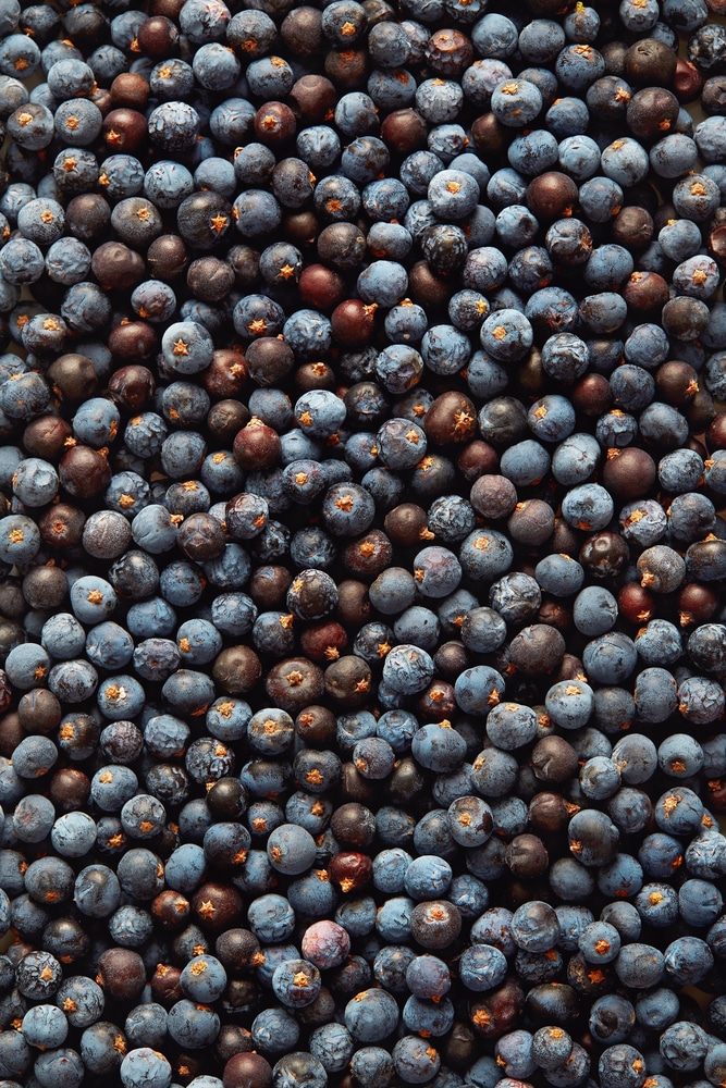 Ingredient Feature: Juniper Berry - Uncommonly Good - Mountain