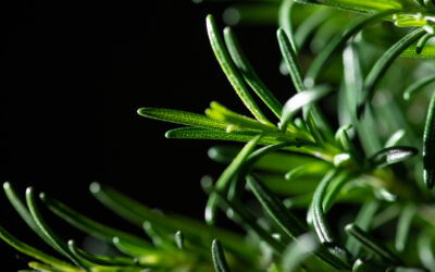 Which fragrant herb is called Dew of the Sea?
