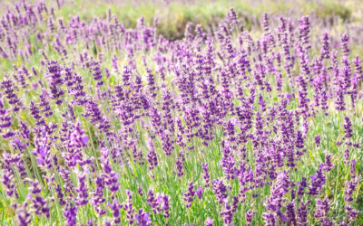 Regarded as one of the most essence therapeutically, lavender oil is definitely a must-have.