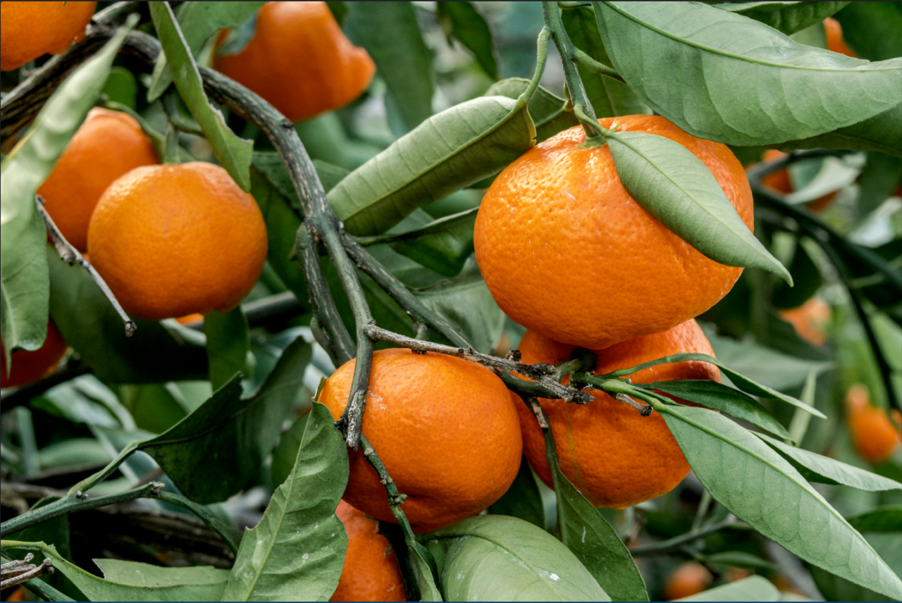 Did you know that mandarins have many healing properties? Keep reading ...