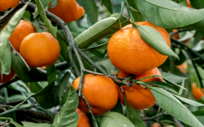 Did you know that mandarins have many healing properties? Keep reading to find out more about the Red Mandarin Essential Oil!